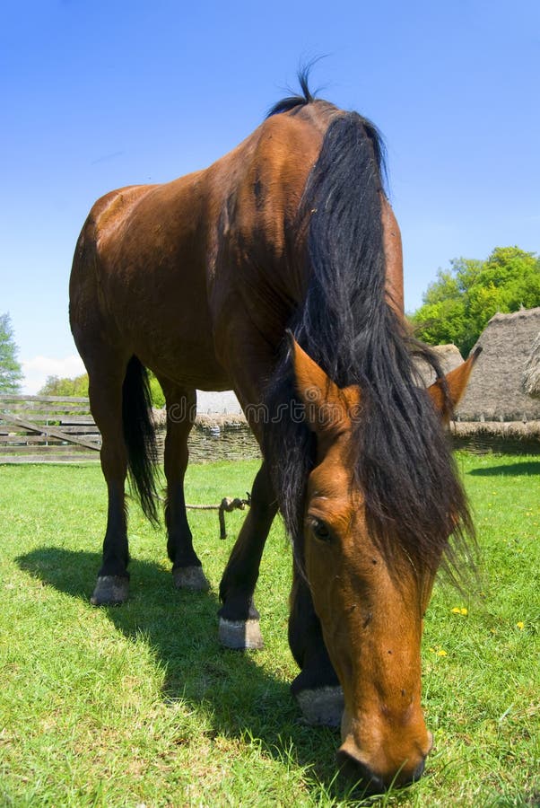 Weiden lassendes Pferd lizenzfreie stockfotografie Weiden lassendes Pferd lizenzfreie stockfotografie