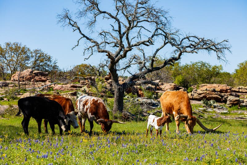 Cattle grazing in a bluebonnet field on a ranch in the Texas Hill Country. Cattle grazing in a bluebonnet field on a ranch in the Texas Hill Country.