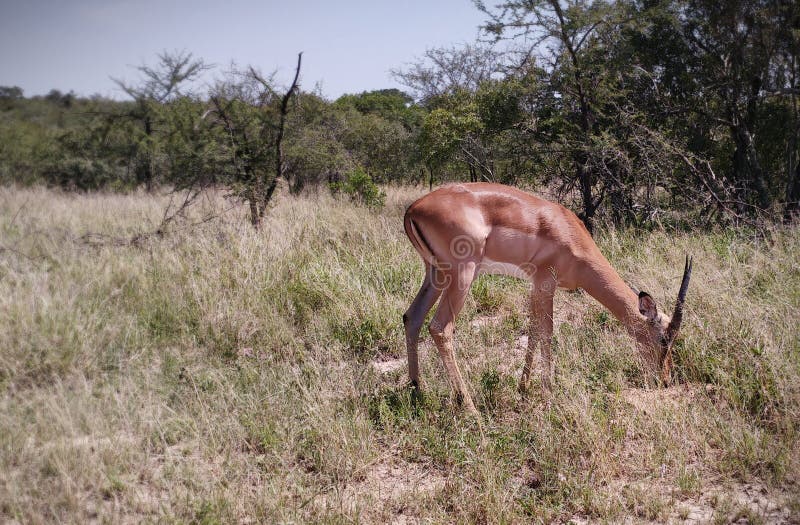 Weidende impala in Kruger-Park royalty-vrije stock foto's Weidende impala in Kruger-Park royalty-vrije stock foto's