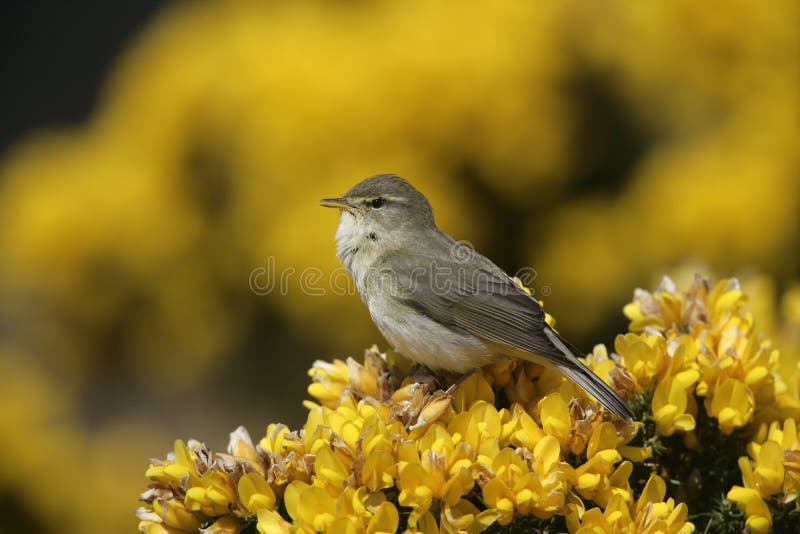 Weidenträllerer, Phylloscopus trochilus stockfotografie Weidenträllerer, Phylloscopus trochilus stockfotografie