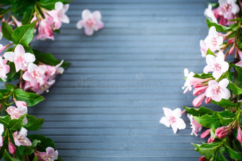 Weigel beautiful pink flowers