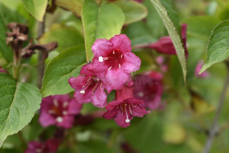 Weigela Bristol Ruby stock image. Image of close, weigela 254133321