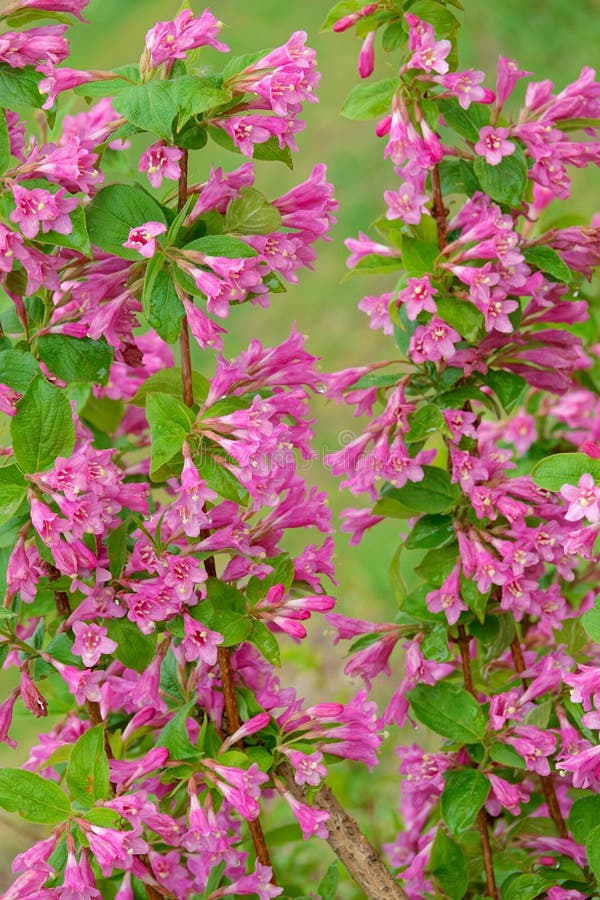 Weigela flowers stock image. Image of blooming, pink 115099705