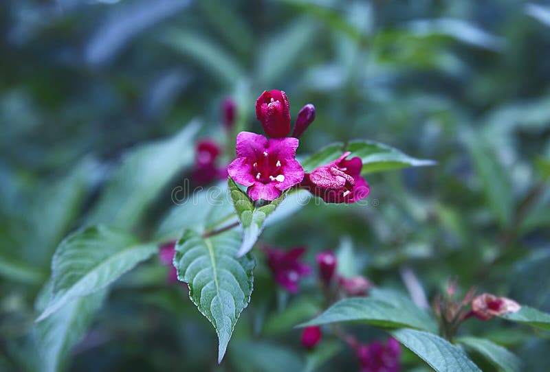 Weigela hybrid shrub plant royalty free stock images Weigela hybrid shrub plant royalty free stock images
