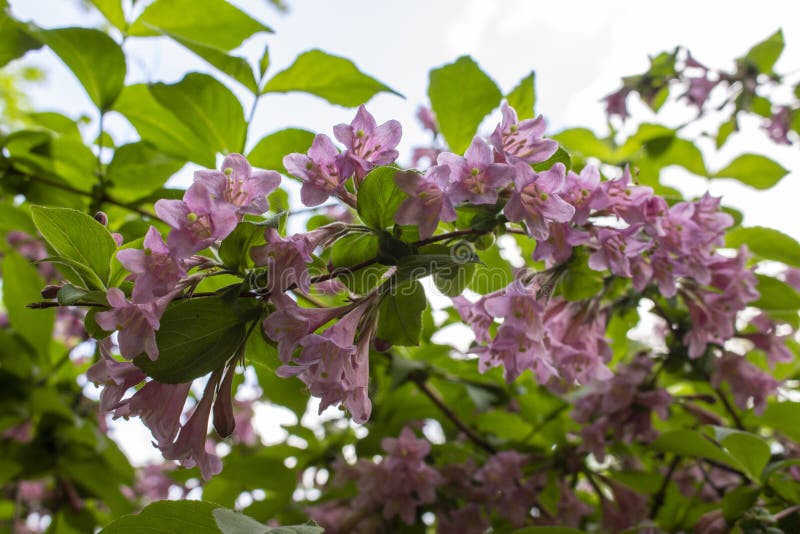Weigelakaprifol som blommar i vår, en filial med sidor och askgrå rosa blommor, mjuk fokus royaltyfri foto Weigelakaprifol som blommar i vår, en filial med sidor och askgrå rosa blommor, mjuk fokus royaltyfri foto