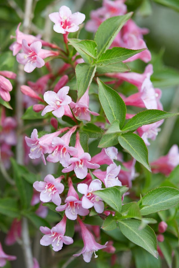 Weigelarosa färgblommor och sidor arkivfoton Weigelarosa färgblommor och sidor arkivfoton