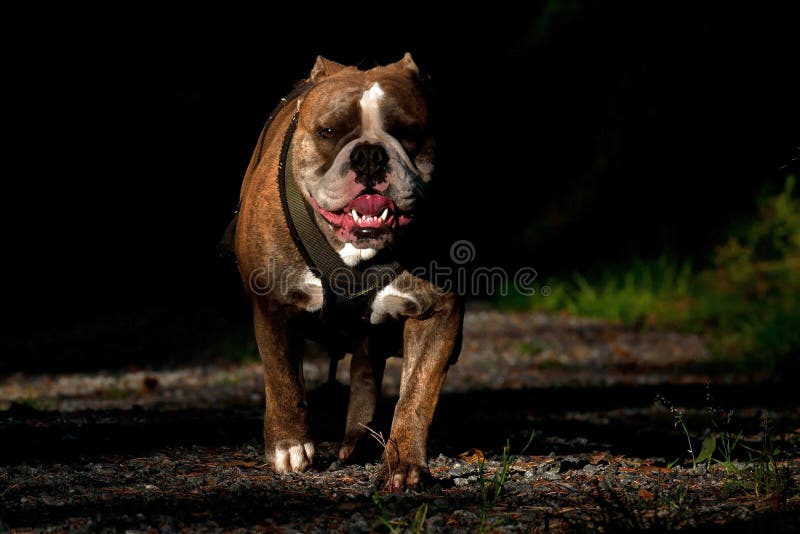 american bulldog weight pulling