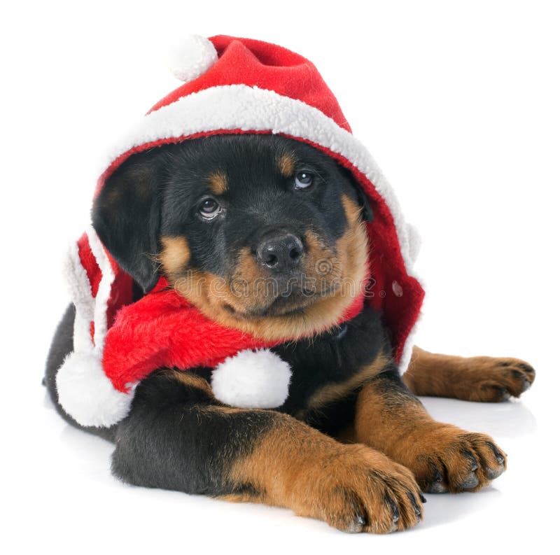 Weihnachtenrottweiler stockbild. Bild von hintergrund 35290985