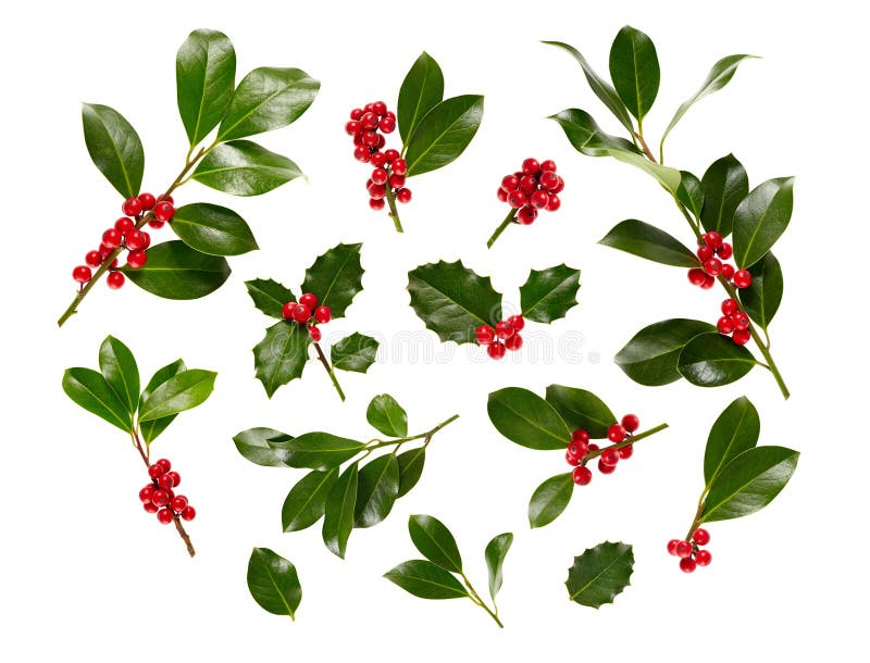 Weihnachts-Holly With Red Berries On-Weiß