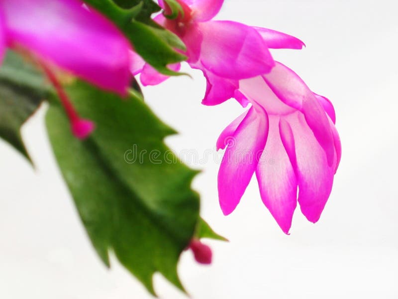 Weihnachtsblumen stockbild. Bild von nahaufnahme, gartenbau - 362297