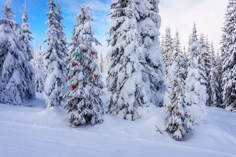 Weihnachtsdekoration auf Schnee bedeckte Kiefer im Wald lizenzfreie stockbilder Weihnachtsdekoration auf Schnee bedeckte Kiefer im Wald lizenzfreie stockbilder