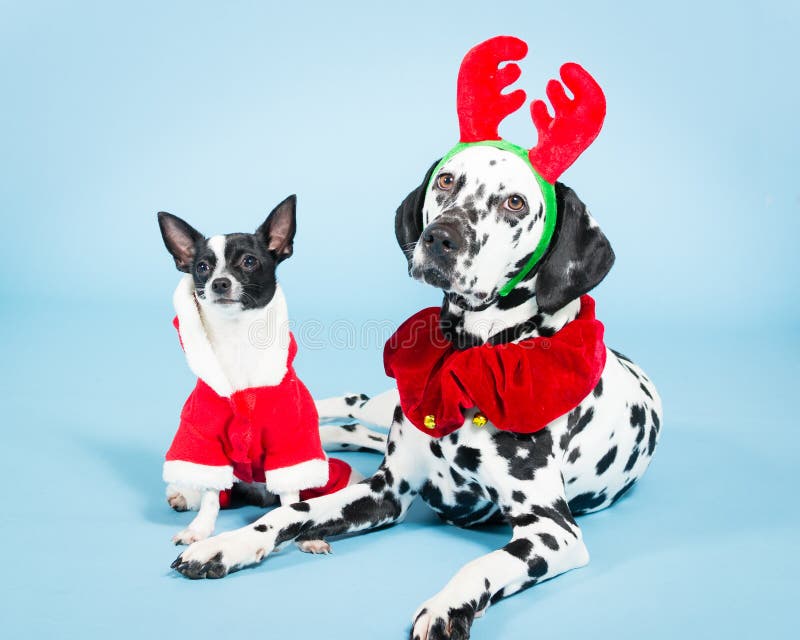 Weihnachtshunde stockfotografie Weihnachtshunde stockfotografie