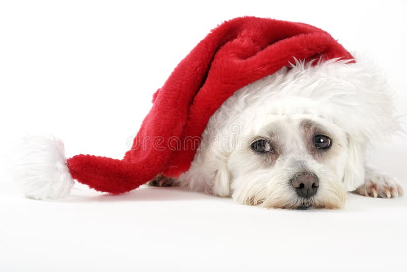Weihnachtshündchen Weihnachtshündchen