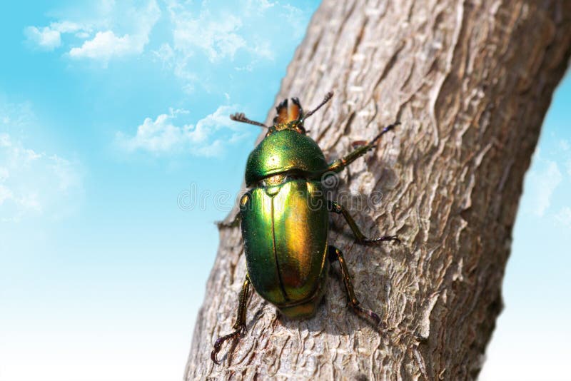 Weihnachtskäfer lizenzfreies stockbild