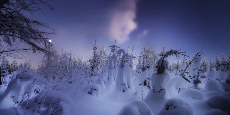 Christmas winter landscape,snowy trees, fresh powder snow, moon on evening sky, mountain forest, bent trees, young spruce trees. Scenic panoramic image.Bukova Hora,Czech Republic. . Christmas winter landscape,snowy trees, fresh powder snow, moon on evening sky, mountain forest, bent trees, young spruce trees. Scenic panoramic image.Bukova Hora,Czech Republic. .