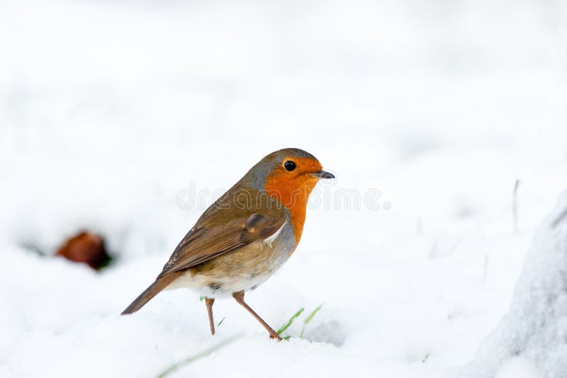 Weihnachtsrobin-Warnung im Winter-Schnee lizenzfreies stockfoto Weihnachtsrobin-Warnung im Winter-Schnee lizenzfreies stockfoto
