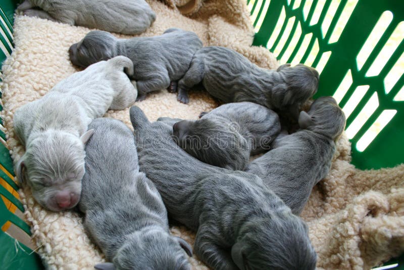 baby weimaraner puppies