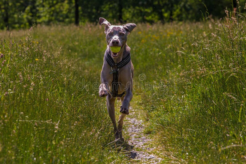 Weimaraner die op de gebieden met een bal in zijn mond lopen stock afbeelding Weimaraner die op de gebieden met een bal in zijn mond lopen stock afbeelding