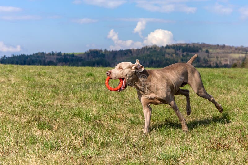 Weimaraner dog in grass meadow. Hunting dog playing in the meadow. Spring day for a walk. Weimaraner dog run in field