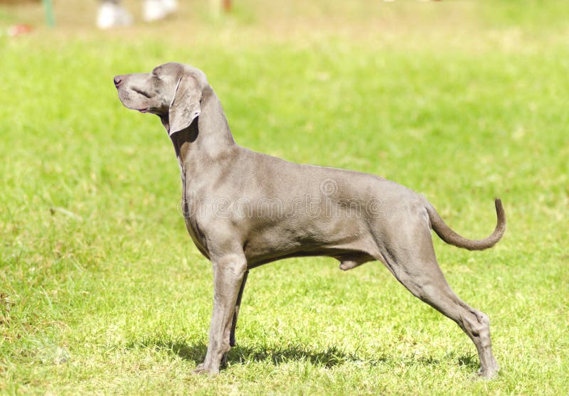 Weimaraner dog