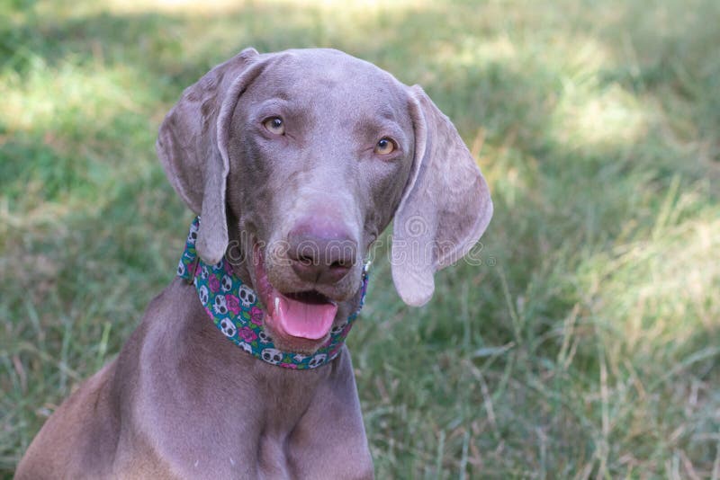 Weimaraner Hunting. Autumn Evening with Dog. Closeup of Hunting Dog