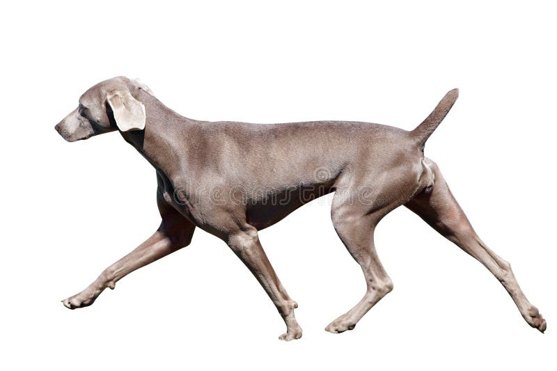 Weimaraner in Action isolated with clipping path. Weimaraner in Action isolated with clipping path