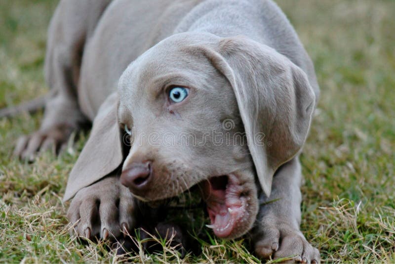 is a weimaraner a pointer