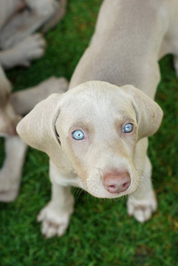 Weimaraner puppy