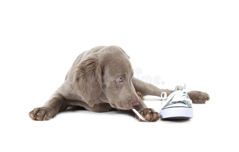 Puppy dog with shoes stock photo. Image of cute, jolly 7980188