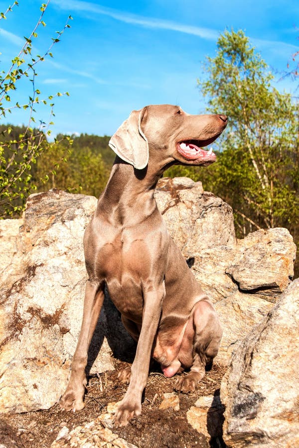 Weimaraner on Rock in Forest. Hunting Dog on the Hunt. Spring Walk
