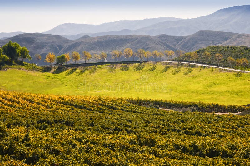 Weinanbaugebiet, Temecula, Süd-Kalifornien