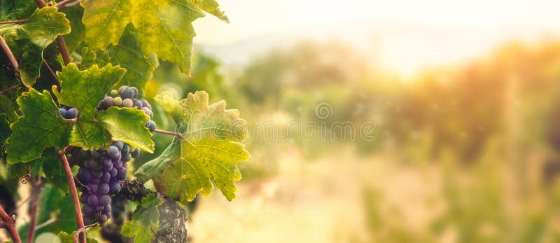 Weinberg in der Herbsternte stockbild