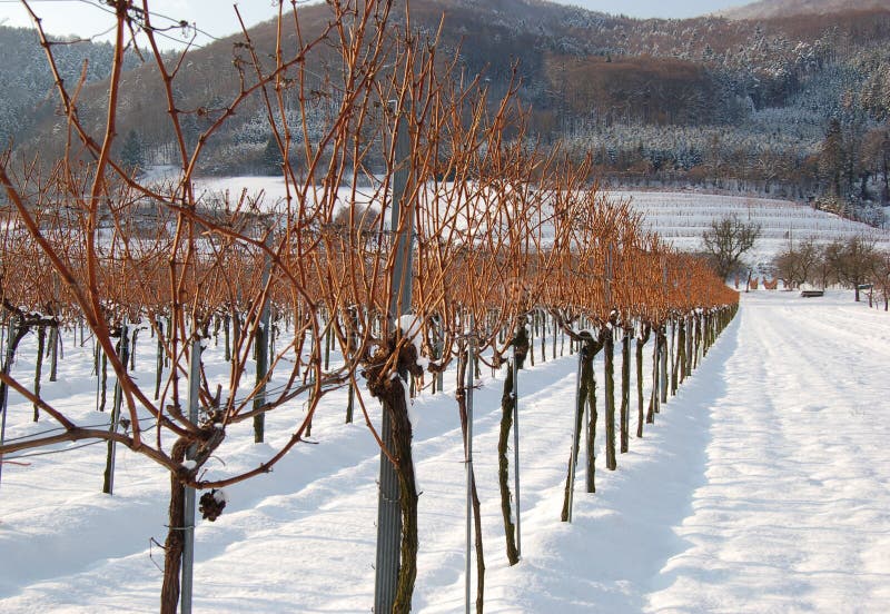 Pfad in Einem Weinberg Im Winter Stockbild - Bild von feld, zeile: 1547543