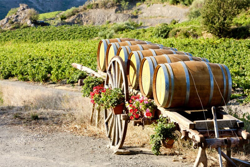 Weinberg mit Fässern, Frankreich lizenzfreies stockbild Weinberg mit Fässern, Frankreich lizenzfreies stockbild