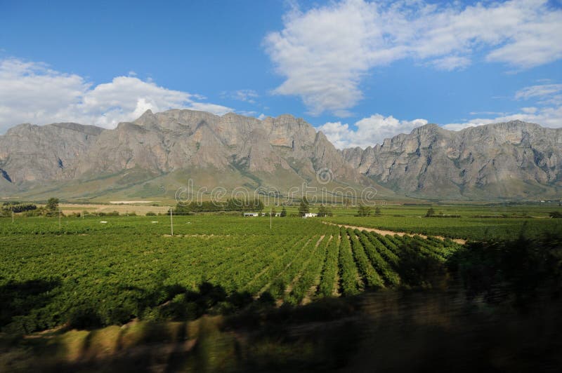 Weinberg in Südafrika lizenzfreies stockbild Weinberg in Südafrika lizenzfreies stockbild