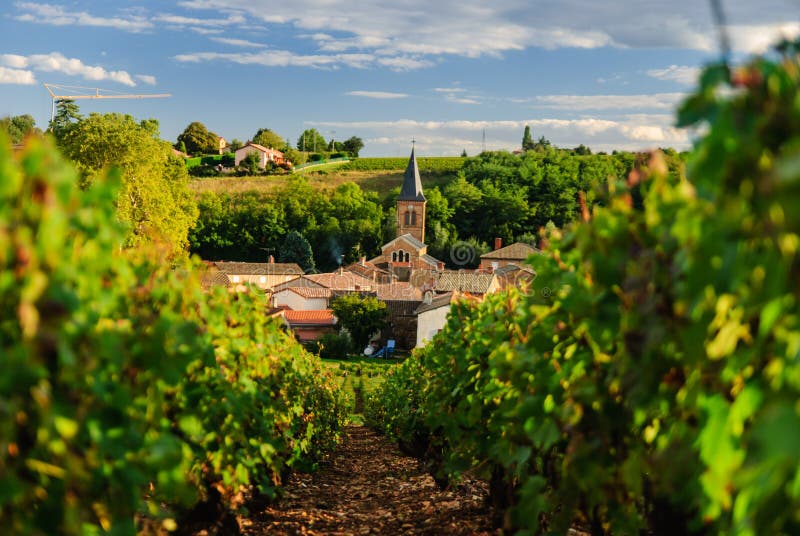 Weinberg und die Stadt von Saint Julien, Region Beaujolais, Frankreich