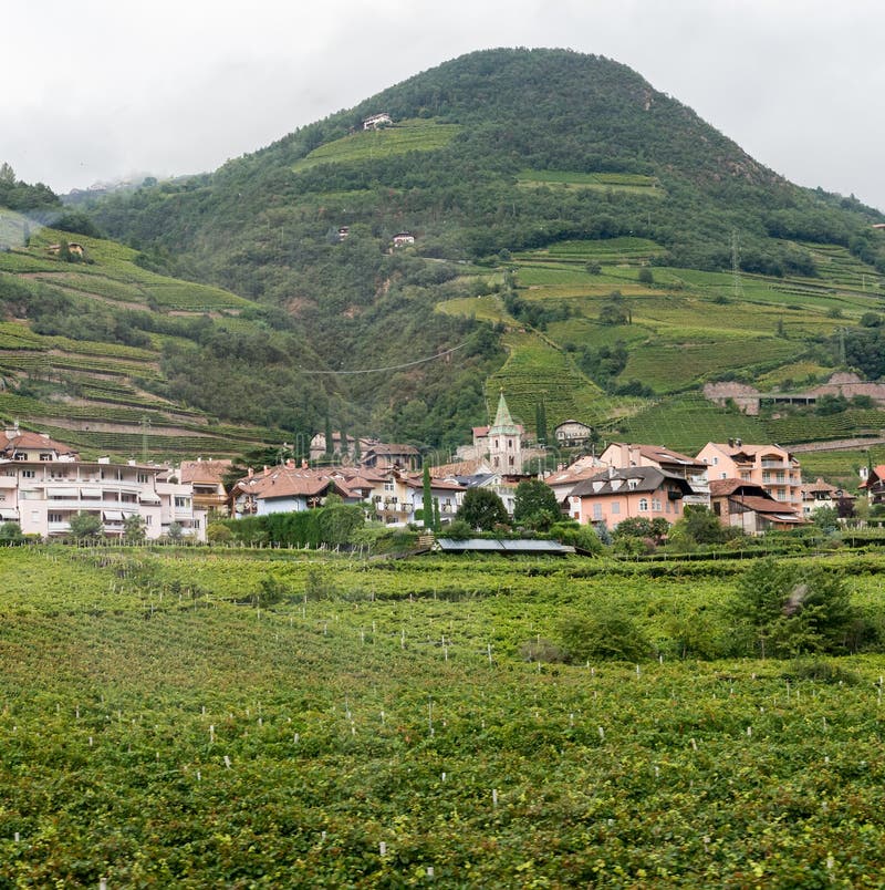 Weinberg und Stadt in Italien stockfotografie Weinberg und Stadt in Italien stockfotografie