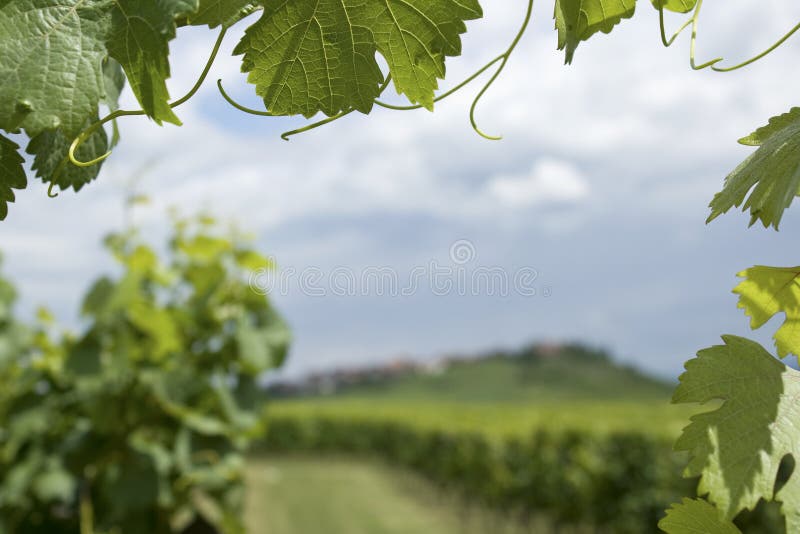 Weinberg von Elsass. lizenzfreies stockbild Weinberg von Elsass. lizenzfreies stockbild