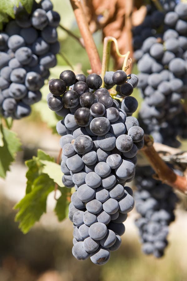 Rote Trauben in Weinberge stockbild. Bild von sonderkommando - 12162495