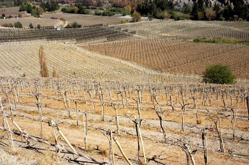 Weinberge im Winter lizenzfreie stockfotografie Weinberge im Winter lizenzfreie stockfotografie
