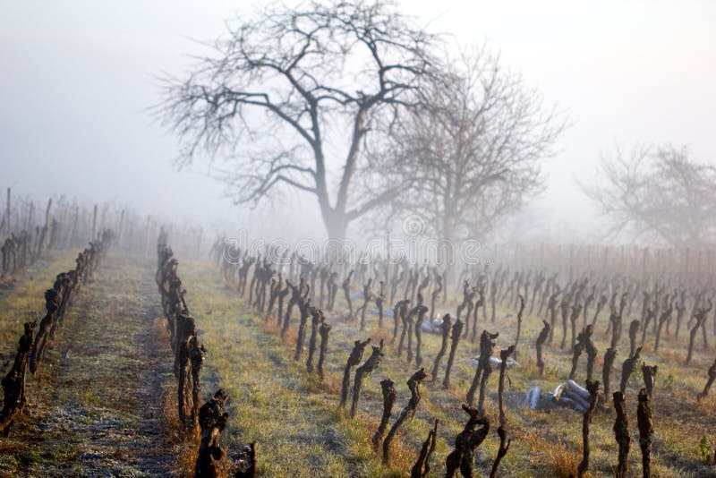 Weinberge im Winter lizenzfreie stockbilder Weinberge im Winter lizenzfreie stockbilder