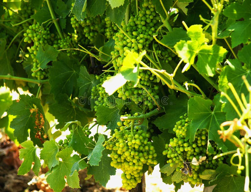 Weintraube In Einem Weinberg Stockbild - Bild von trauben, grün: 26156713