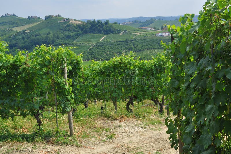 Weinberge und Hügel der Langhe-Region Piemonte, Italien stockfoto Weinberge und Hügel der Langhe-Region Piemonte, Italien stockfoto