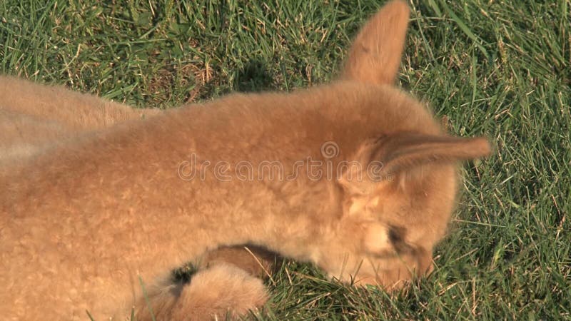 Weinig Alpaca die gras eten