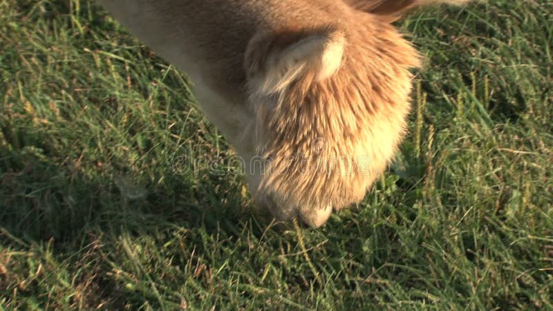 Weinig Alpaca die gras eten