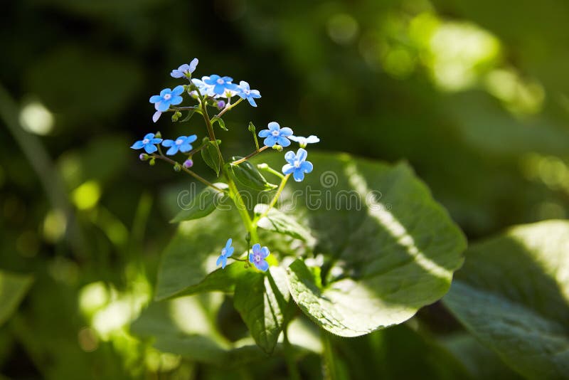 Weinig blauw vergeet-mij-nietje bloeit op de lenteweide in sunlights stock afbeelding Weinig blauw vergeet-mij-nietje bloeit op de lenteweide in sunlights stock afbeelding