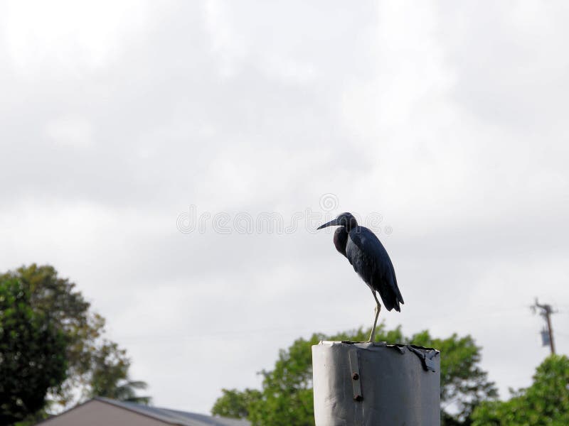 Weinig blauwe reigervogel streek bovenop post neer royalty-vrije stock foto's Weinig blauwe reigervogel streek bovenop post neer royalty-vrije stock foto's