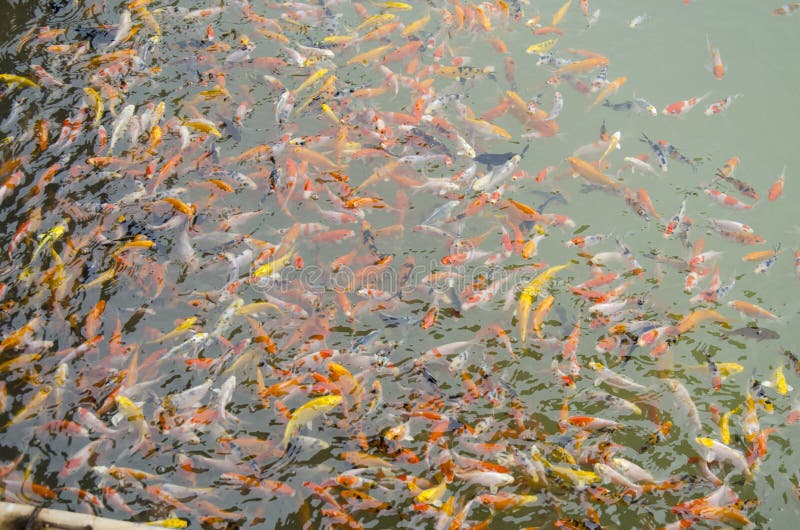 Weinig buitensporige karper of koi vist het zwemmen en spel in vijver stock afbeeldingen Weinig buitensporige karper of koi vist het zwemmen en spel in vijver stock afbeeldingen