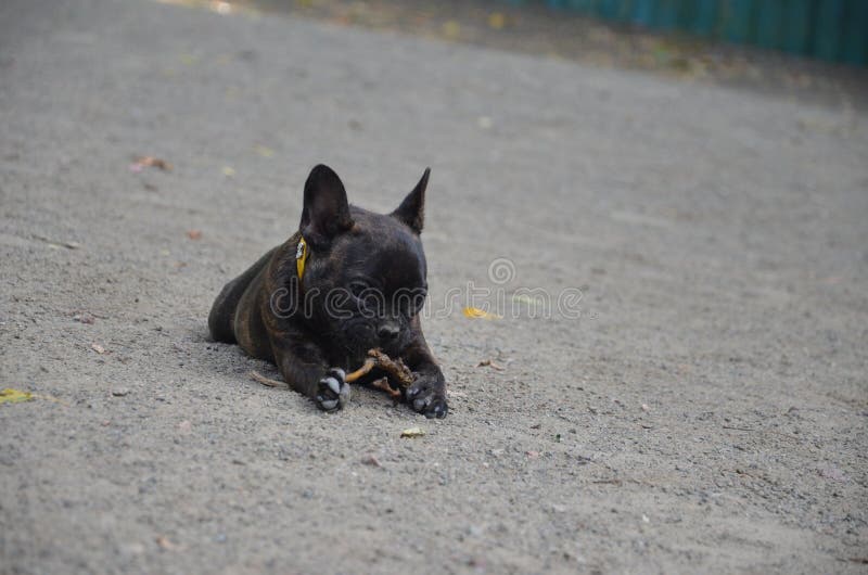 Weinig Franse buldog openlucht stock fotografie Weinig Franse buldog openlucht stock fotografie