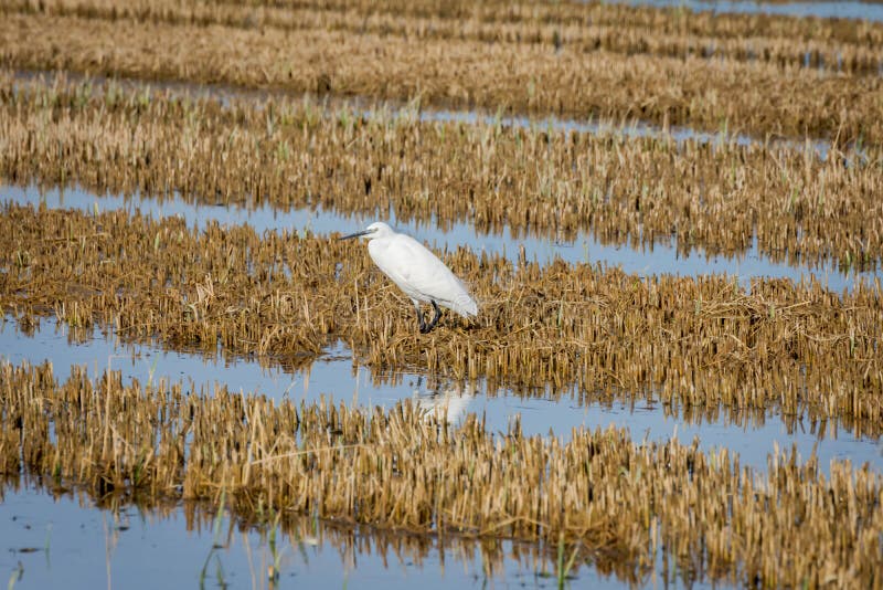 Weinig garzetta van aigretteegretta op het padieveld in het natuurreservaat van Albufera, Valencia, Spanje royalty-vrije stock afbeeldingen Weinig garzetta van aigretteegretta op het padieveld in het natuurreservaat van Albufera, Valencia, Spanje royalty-vrije stock afbeeldingen